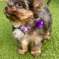 Yorkshire Terrier - Both