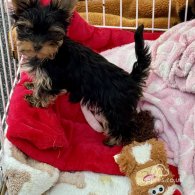 Yorkshire Terrier - Both