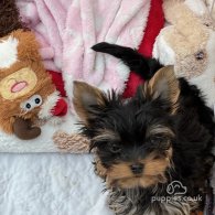 Yorkshire Terrier - Both