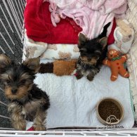 Yorkshire Terrier - Both