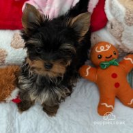 Yorkshire Terrier - Both