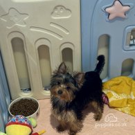 Yorkshire Terrier - Both