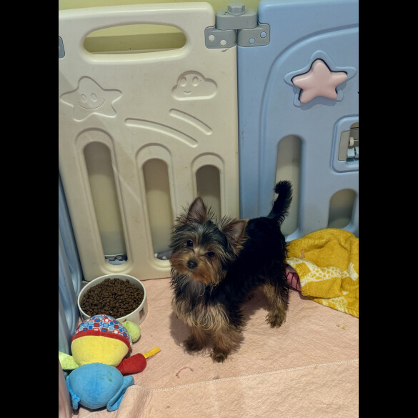 Yorkshire Terrier - Both