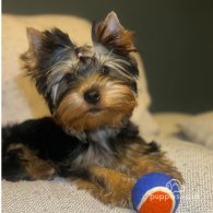 Yorkshire Terrier - Dogs