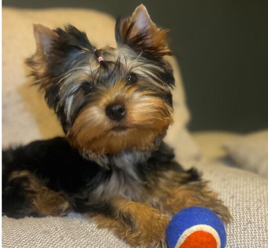 Yorkshire Terrier