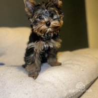 Yorkshire Terrier - Dogs