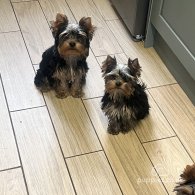 Yorkshire Terrier - Dogs