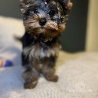 Yorkshire Terrier - Dogs