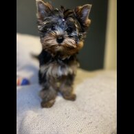 Yorkshire Terrier - Dogs