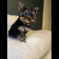 Yorkshire Terrier - Dogs