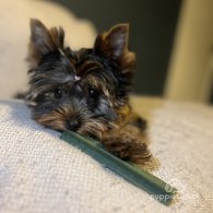 Yorkshire Terrier - Dogs