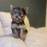 Yorkshire Terrier - Dogs