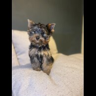 Yorkshire Terrier - Dogs