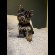 Yorkshire Terrier - Dogs