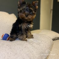 Yorkshire Terrier - Dogs