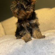 Yorkshire Terrier - Dogs