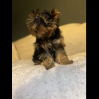 Yorkshire Terrier - Dogs