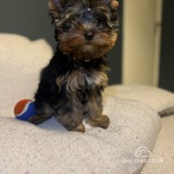 Yorkshire Terrier - Dogs