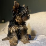 Yorkshire Terrier - Dogs