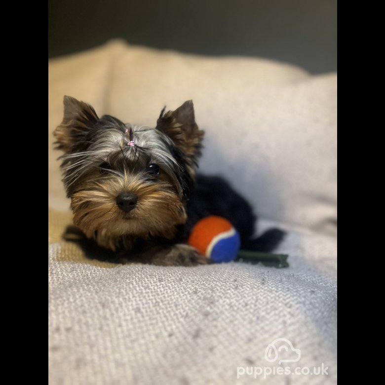 Yorkshire Terrier | Sale | Sheerness, Kent - Pure bread Yorkshire boys