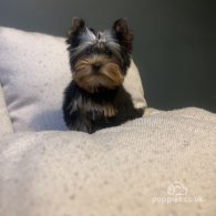 Yorkshire Terrier - Dogs