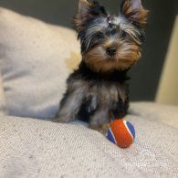 Yorkshire Terrier - Dogs