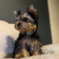 Yorkshire Terrier - Dogs