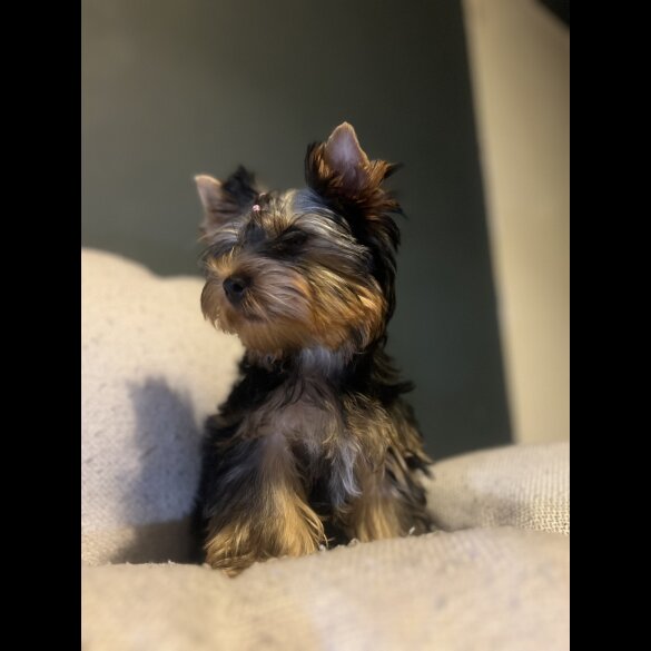 Yorkshire Terrier - Dogs