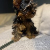 Yorkshire Terrier - Dogs