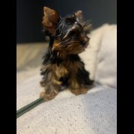 Yorkshire Terrier - Dogs