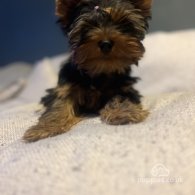 Yorkshire Terrier - Dogs