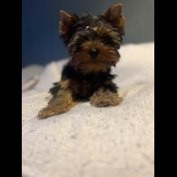 Yorkshire Terrier - Dogs