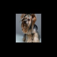 Yorkshire Terrier - Dogs