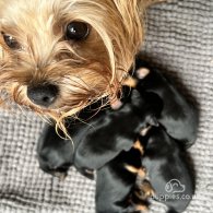 Yorkshire Terrier - Dogs