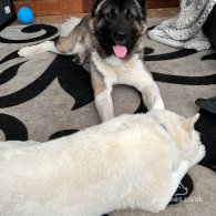 Akita - Both