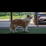 Border Collie