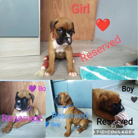 Kc registered boxer hot sale puppies for sale