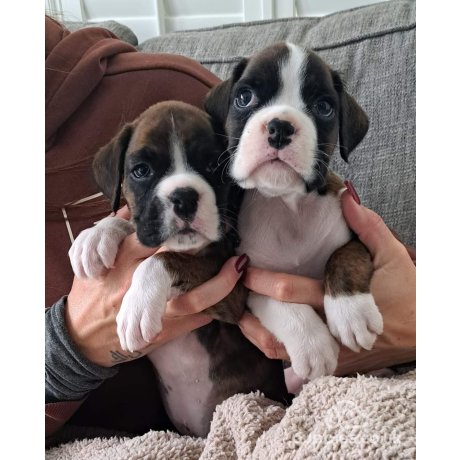 Trading post 2024 boxer puppies