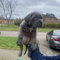 Cane Corso - Bitches