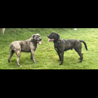 Cane Corso - Both