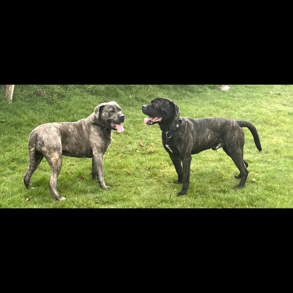 Cane Corso - Both