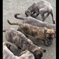 Cane Corso - Both