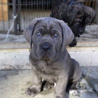 Cane Corso - Both