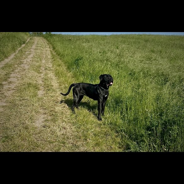 Cane Corso - Both