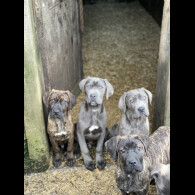 Cane Corso - Both