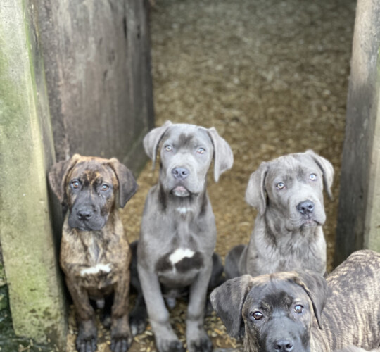 Cane Corso