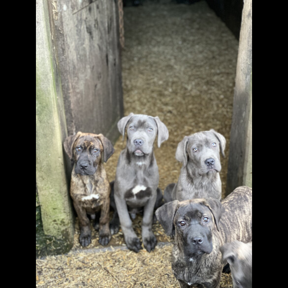 Cane Corso - Both