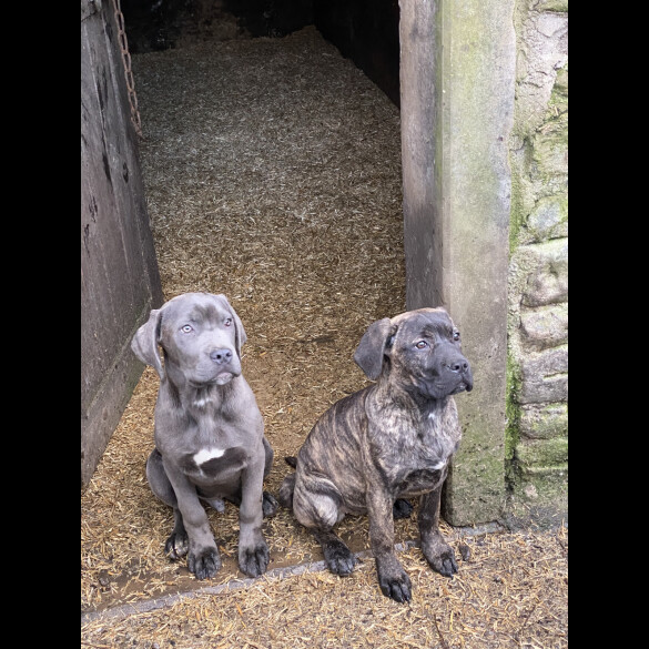 Cane Corso - Both