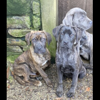 Cane Corso - Both