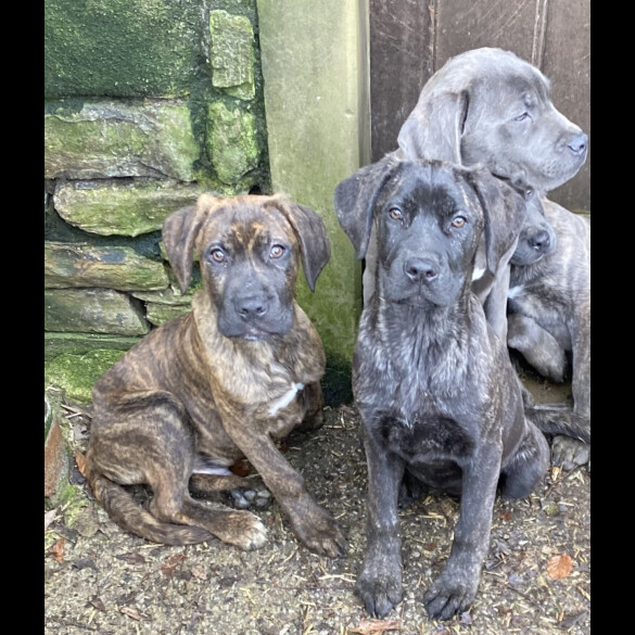 Cane Corso - Both